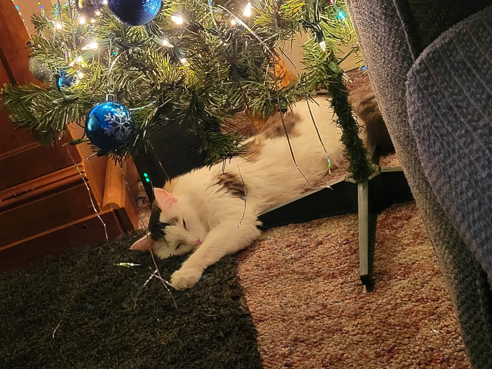 Noba joined the competition — help win amazing prizes! carnivore, cat, christmas_decoration, christmas_ornament, christmas_tree, companion_dog, dog_breed, event, fawn, felidae, grass, holiday, ornament, plant, small_to_medium_sized_cats, tail, tints_and_shades, tree, whiskers, wood