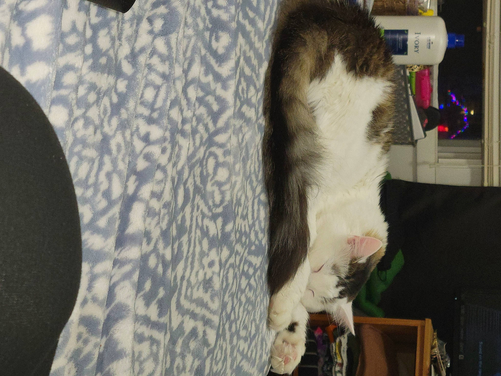 Noba joined the competition — help win amazing prizes! canidae, carnivore, cat, circle, claw, dog_breed, domestic_short_haired_cat, fawn, felidae, fur, mammal, pattern, paw, room, small_to_medium_sized_cats, sporting_group, tail, tree, vertebrate, whiskers