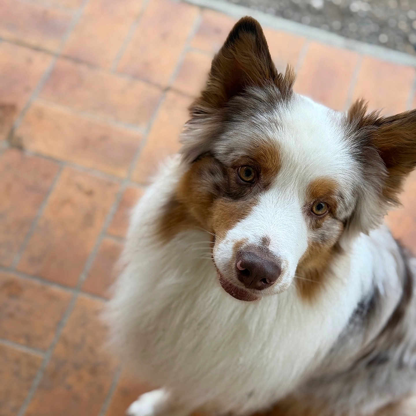 Néo participe au concours pour gagner de l'argent avec cette photo : accessories, animal, brick, canine, cockerspaniel, collie, dog, eskimodog, flagstone, hardwood, husky, path, pet, puppy, slate, strap, terrier, tile, walkway, wood