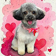 Wrangler joined the competition — help win amazing prizes! dog, puppy, gray_fur, pink_bow, heart_background, cute, pet, fluffy, adorable, sitting, portrait, animal, valentine_theme, decorative, happy, small_dog, furry, pink, love, studio_style