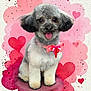 dog, puppy, gray_fur, pink_bow, heart_background, cute, pet, fluffy, adorable, sitting, portrait, animal, valentine_theme, decorative, happy, small_dog, furry, pink, love, studio_style