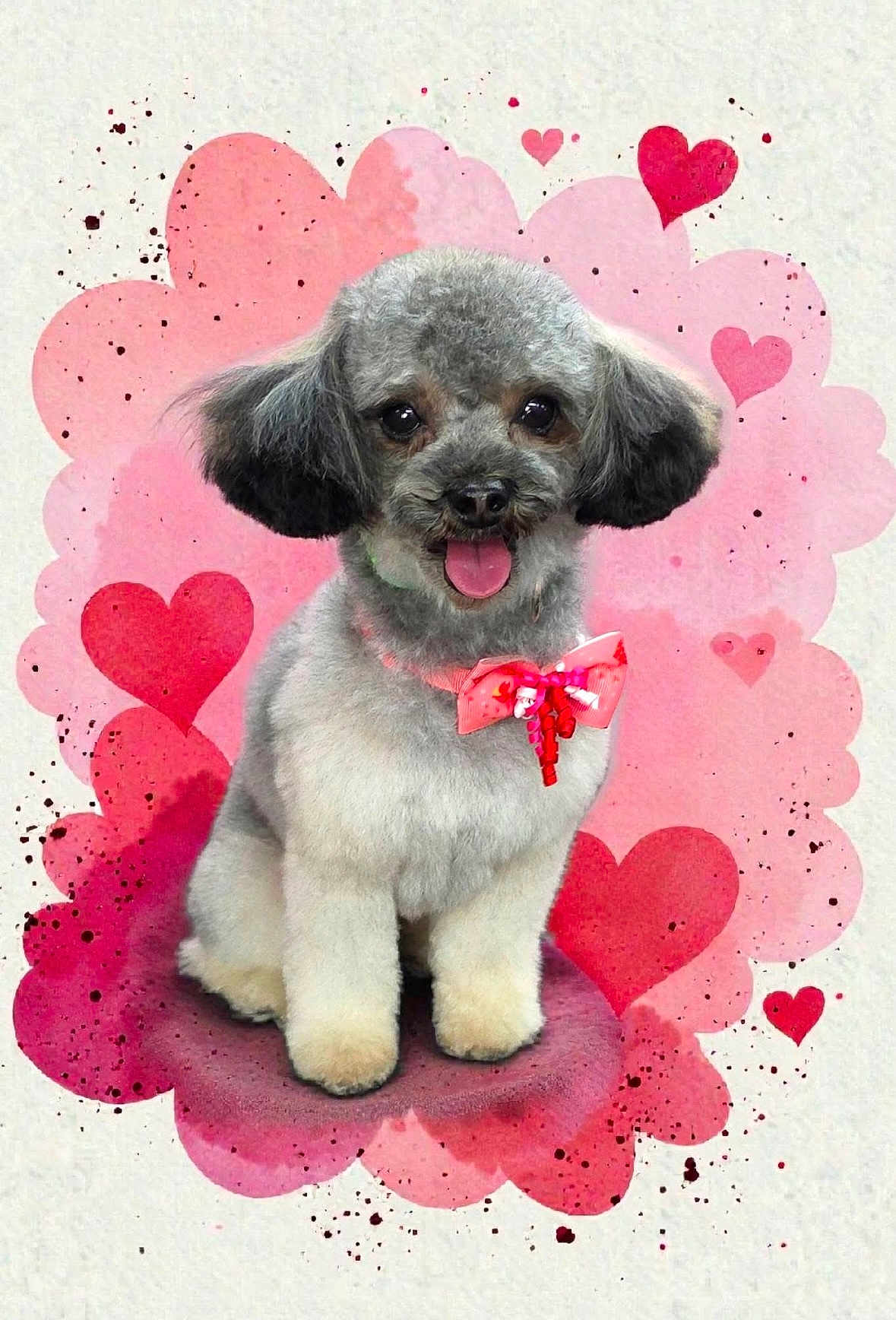 Wrangler joined the competition — help win amazing prizes! dog, puppy, gray_fur, pink_bow, heart_background, cute, pet, fluffy, adorable, sitting, portrait, animal, valentine_theme, decorative, happy, small_dog, furry, pink, love, studio_style