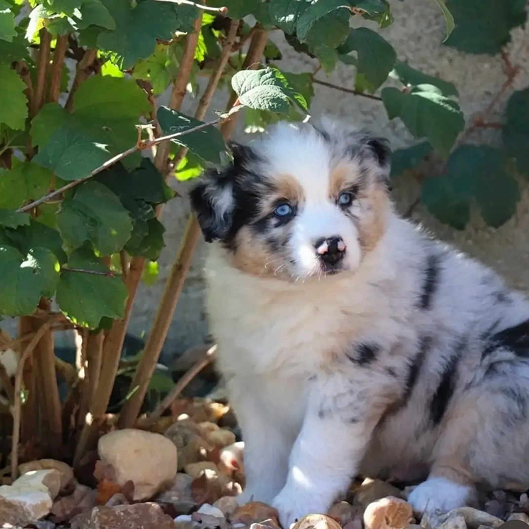 Bloom participe au concours pour gagner de l'argent avec cette photo : puppy, dog, australian_shepherd, blue_eyes, fluffy, tricolor, sitting, outdoor, garden, leaves, plants, pebbles, rocks, nature, portrait, animal, young_dog, fur, face, sunlight