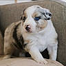 Bloom a rejoint le concours — aidez-le/la à gagner de superbes lots ! puppy, dog, merle, blue_eye, fluffy, white_fur, brown_fur, black_fur, sitting, couch, sofa, indoor, portrait, pet, animal, cute, young_dog, front_view, paws, living_room