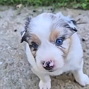 Bloom a rejoint le concours — aidez-le/la à gagner de superbes lots ! puppy, dog, animal, pet, blue_eyes, white_fur, brown_patches, pink_nose, black_nose, floppy_ears, cute, portrait, close_up, outdoor, ground, greenery, grass, sitting, looking_at_camera, young_dog
