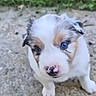 puppy, dog, animal, pet, blue_eyes, white_fur, brown_patches, pink_nose, black_nose, floppy_ears, cute, portrait, close_up, outdoor, ground, greenery, grass, sitting, looking_at_camera, young_dog