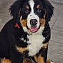 dog, puppy, bernese_mountain_dog, pet, portrait, indoor, tile_floor, paws, fur, black_fur, white_fur, brown_markings, collar, happy, sitting, tongue, nose, eyes, close_up, head_shot