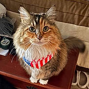 Bailey joined the competition — help win amazing prizes! cat, fluffy, bandana, patriotic, indoor, pet, feline, fur, whiskers, wooden_furniture, curious, closeup, domestic_animal, eyes, mammal, household, cozy, sitting, tabby, tail