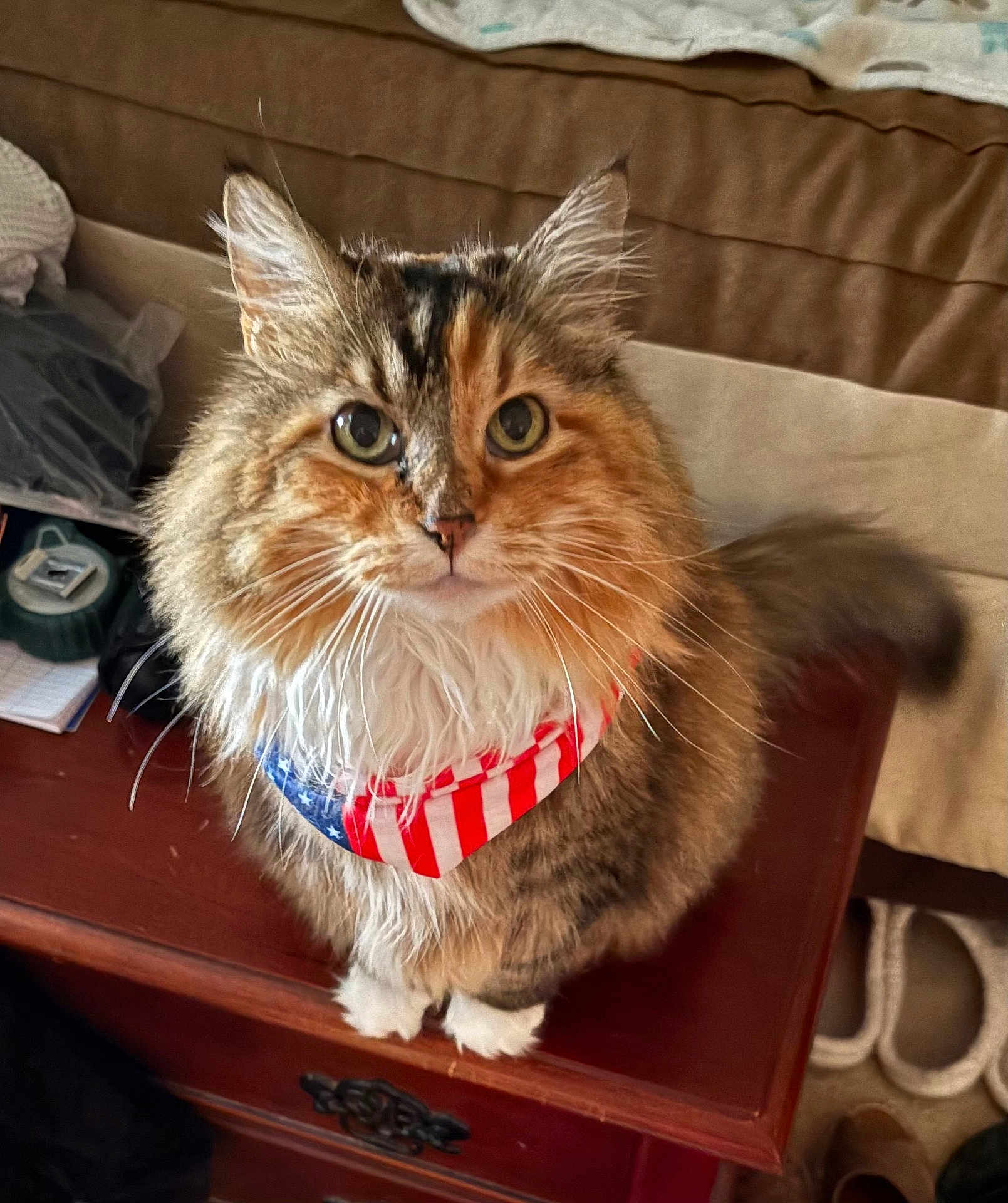 Bailey joined the competition — help win amazing prizes! cat, fluffy, bandana, patriotic, indoor, pet, feline, fur, whiskers, wooden_furniture, curious, closeup, domestic_animal, eyes, mammal, household, cozy, sitting, tabby, tail