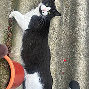 Coucoune participe au concours pour gagner de l'argent avec cette photo : cat, black_and_white, pet, animal, outdoor, concrete, terracotta_pot, plant_pot, curious, lying_down, feline, green_eyes, whiskers, fur, side_view, relaxed, daylight, close_up, texture, exercise_equipment