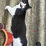 cat, black_and_white, pet, animal, outdoor, concrete, terracotta_pot, plant_pot, curious, lying_down, feline, green_eyes, whiskers, fur, side_view, relaxed, daylight, close_up, texture, exercise_equipment