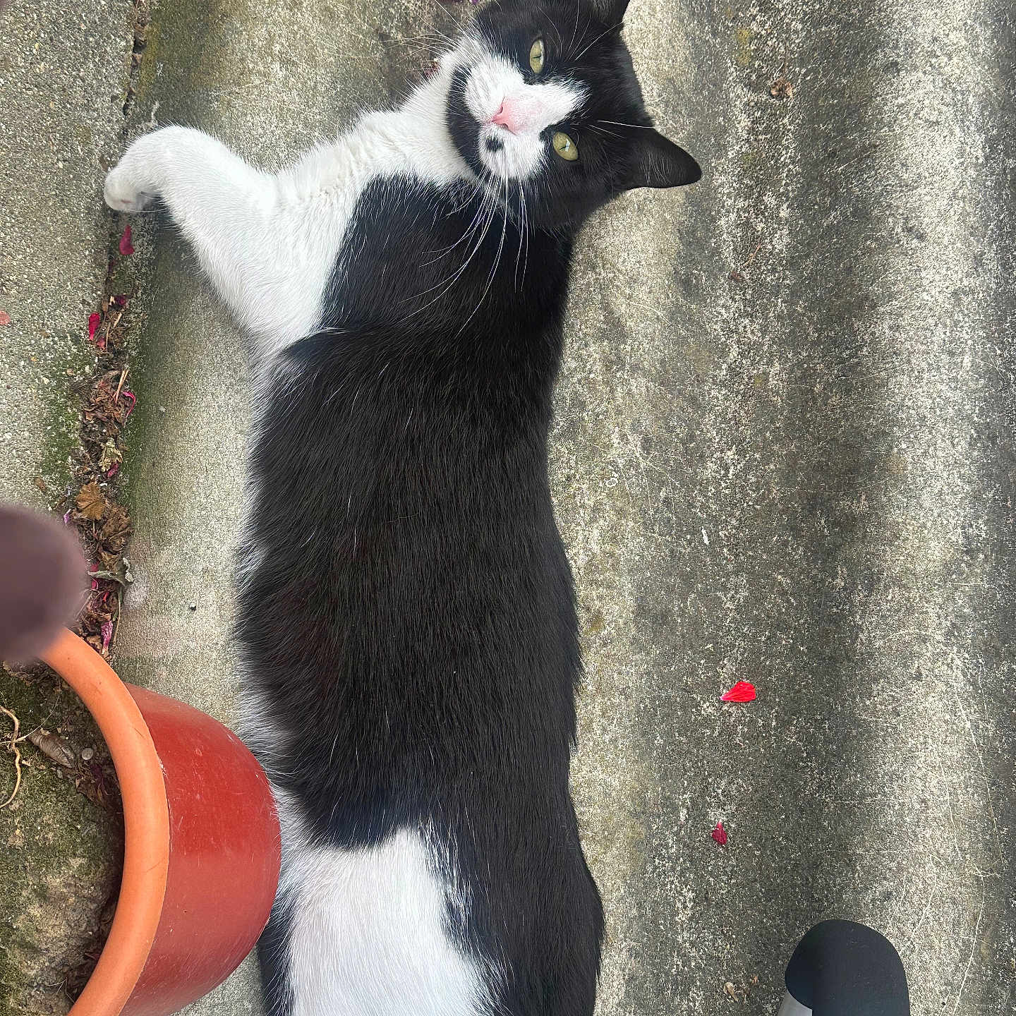 Coucoune participe au concours pour gagner de l'argent avec cette photo : animal, black_and_white, cat, close_up, concrete, curious, daylight, exercise_equipment, feline, fur, green_eyes, lying_down, outdoor, pet, plant_pot, relaxed, side_view, terracotta_pot, texture, whiskers