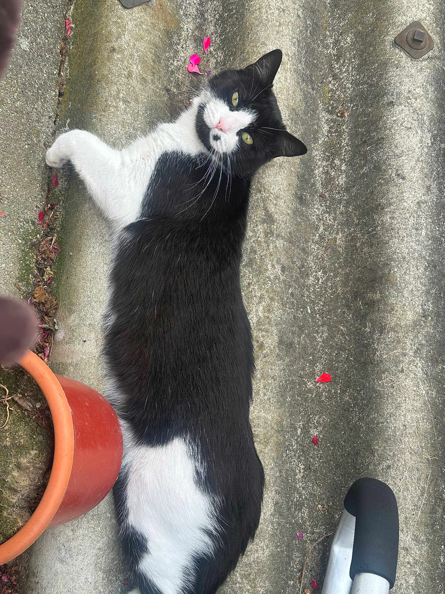 Coucoune participe au concours pour gagner de l'argent avec cette photo : cat, black_and_white, pet, animal, outdoor, concrete, terracotta_pot, plant_pot, curious, lying_down, feline, green_eyes, whiskers, fur, side_view, relaxed, daylight, close_up, texture, exercise_equipment
