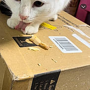 Bojangle is registered to the contest to win money with this photo: animal, barcode, black_and_white, cardboard_box, cat, close_up, container, curious, ears, floor, food_scraps, fragile_label, indoor, licking, package, paw, pet, snack_time, whiskers, white_cat