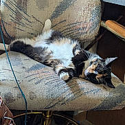 Simba is registered to the contest to win money with this photo: animal, blue_cord, calico_cat, cat, cozy, fur, furniture, home, indoor, lounging, office_chair, patterned_fabric, pet, portrait, raised_paw, relaxed, sleeping, upholstery, whiskers, wooden_armrest
