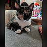 Simba joined the competition — help win amazing prizes! animal, background, black_fur, calico_cat, cat, close_up, cute, ears, eyes, feline, home, indoors, orange_patches, pet, portrait, sitting, table, whiskers, white_chest, white_paws