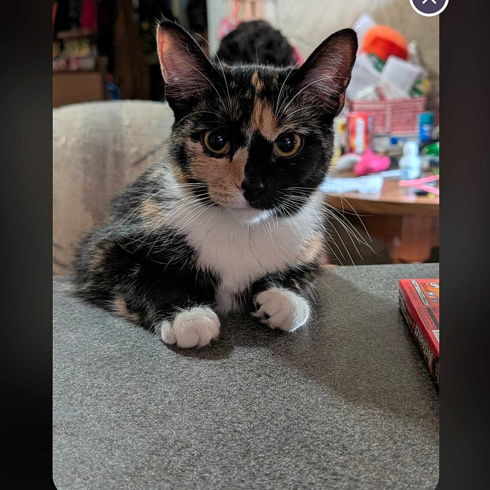 Simba