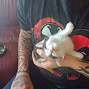 Bronson is registered to the contest to win money with this photo: kitten, cat, sleeping, tattoo, hand, person, tshirt, black_tshirt, deadpool, couch, red_couch, indoor, casual, animal, pet, cute, relaxed, feline, small, resting