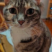 Emily is registered to the contest to win money with this photo: cat, tabby, close_up, indoor, whiskers, ears, fur, pet, animal, curious, portrait, sitting, focus, domestic_cat, feline, household, warm_lighting, background_blur, table, home