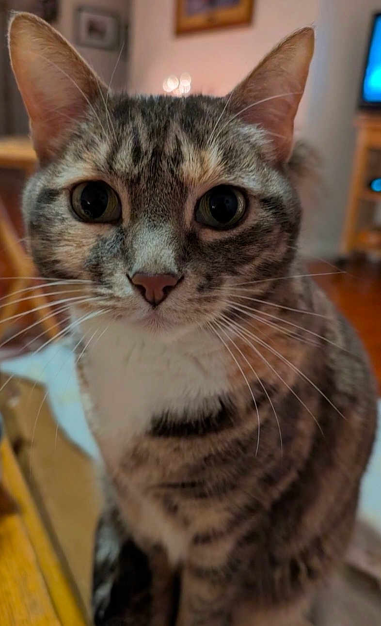 Emily is registered to the contest to win money with this photo: cat, tabby, close_up, indoor, whiskers, ears, fur, pet, animal, curious, portrait, sitting, focus, domestic_cat, feline, household, warm_lighting, background_blur, table, home