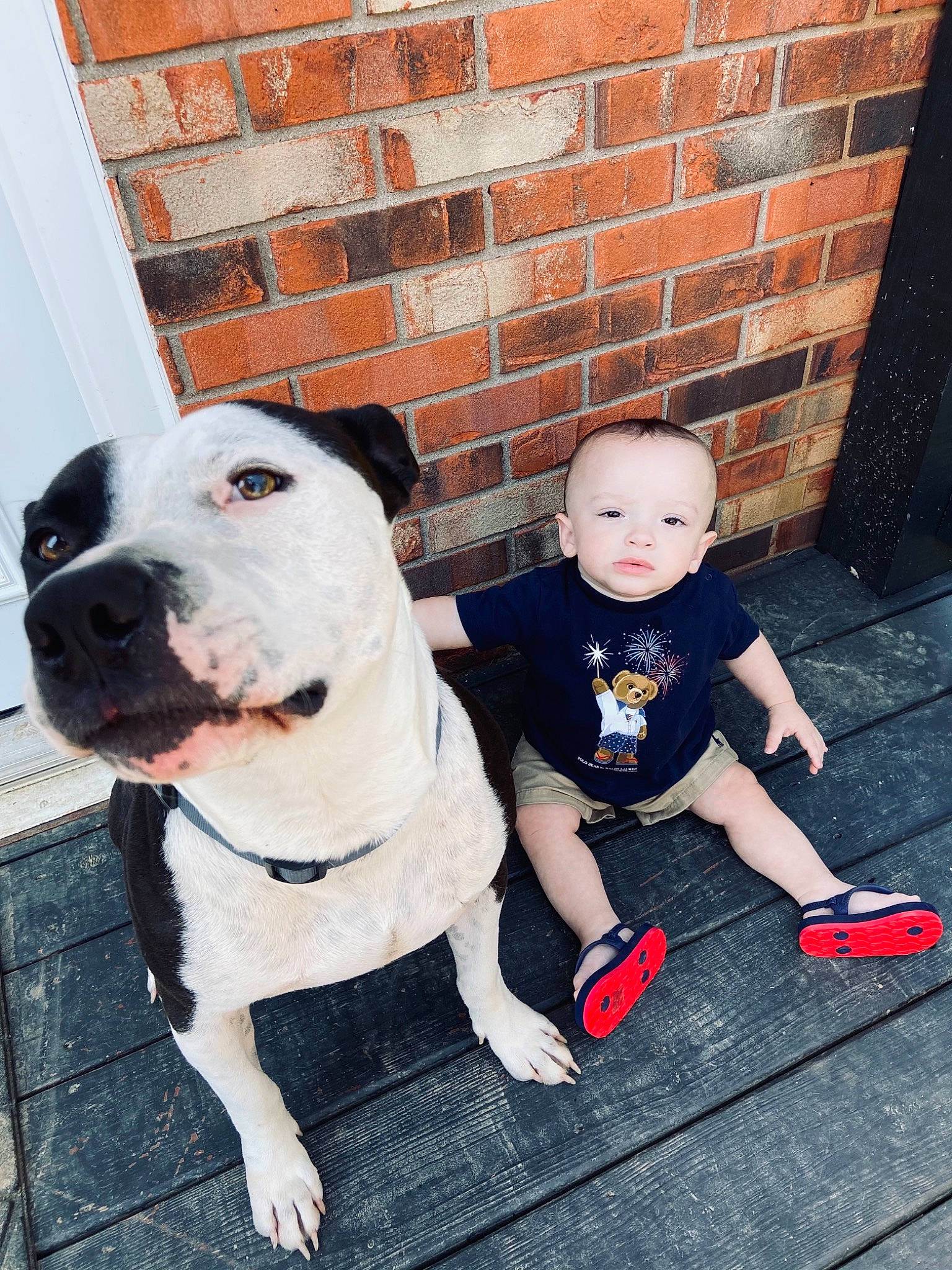 Zayde is registered to the contest to win money with this photo: baby_toddler_clothing, brick, brickwork, canidae, carnivore, collar, companion_dog, dog, dog_breed, dog_collar, fawn, flooring, grass, happy, leash, person, plant, snout, sporting_group, toddler