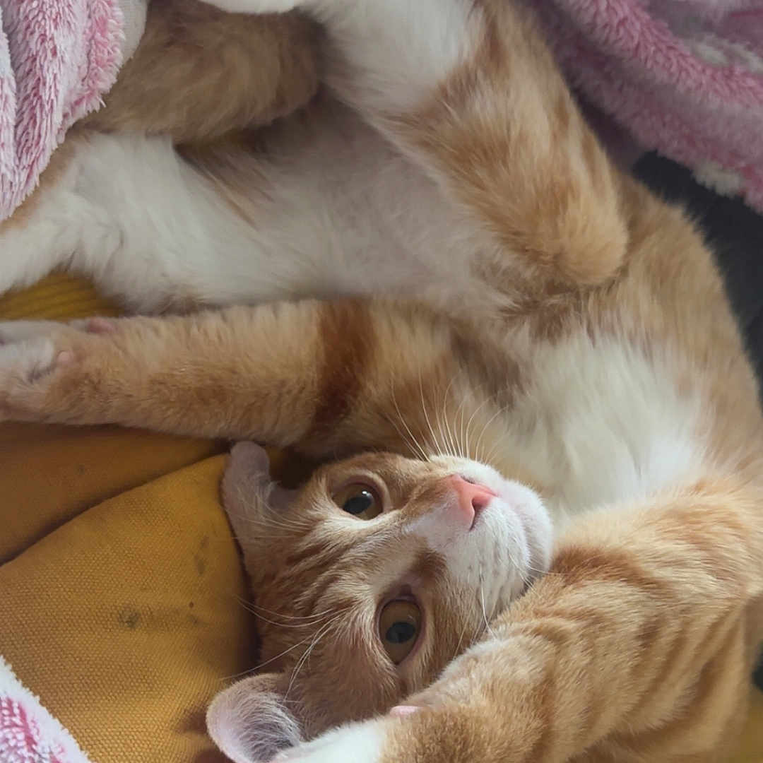 Rouxy
