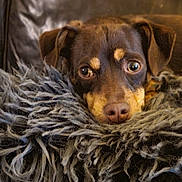 Hazel joined the competition — help win amazing prizes! dog, puppy, brown_dog, close_up, portrait, blanket, fuzzy, fur, nose, eyes, stare, cozy, indoor, pet, leather_sofa, whiskers, resting, couch, sleepy, cute