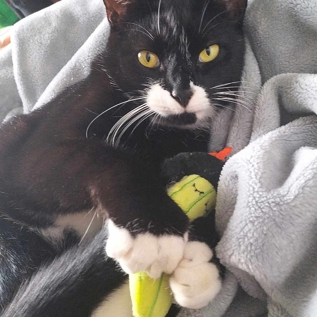 Bella joined the competition — help win amazing prizes! animal, ball, blanket, cat, couch, face, food, fruit, furniture, head, kitten, person, pet, photography, plant, portrait, produce, sport, tennis, tennisball