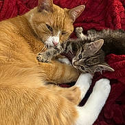 Cigarette joined the competition — help win amazing prizes! cat, kitten, ginger_cat, tabby_cat, pets, animals, feline, snuggling, playing, cozy, blanket, red_blanket, fur, whiskers, cute, sleepy, relaxed, domestic_animal, companionship, indoor