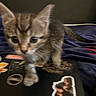 Cigarette joined the competition — help win amazing prizes! kitten, cat, blur, laptop, stickers, curious, paw, indoor, closeup, brown, tabby, young, pet, animal, cute, walking, technology, black, soft, feline