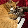 Cigarette joined the competition — help win amazing prizes! cat, orange_cat, tabby_cat, pets, animal, feline, cute, snuggling, playing, cozy, blanket, red_blanket, fur, whiskers, ears, paws, indoor, relaxing, companionship, sleepy