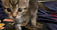 Cigarette is registered to the contest to win money with this photo: kitten, cat, blur, laptop, sticker, indoor, curious, pet, fur, small, brown, tabby, exploring, closeup, animal, computer, technology, cute, young, paw