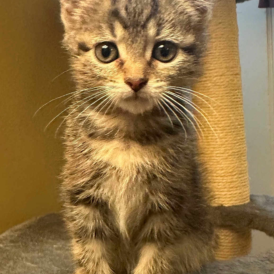 Cigarette joined the competition — help win amazing prizes! kitten, cat, tabby, pet, animal, feline, young, cute, whiskers, ears, fur, sitting, indoor, cat_tree, playful, curious, fuzzy, small, mammal, domestic