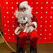 Sophie Cat is registered to the contest to win money with this photo: person, santa, cat, white_cat, tabby_cat, costume, beard, glasses, red_backdrop, polka_dot, chair, leash, harness, boots, floor, indoor, holiday, festive, pet, portrait