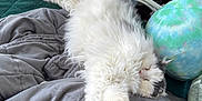 Sophie Cat is registered to the contest to win money with this photo: cat, white_cat, long_hair, sleeping, stretched, paw, bed, blanket, pillow, cozy, fur, indoor, pet, nap, whiskers, relaxed, bedframe, green_pillow, gray_comforter, soft_toy