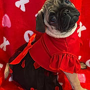Mochi joined the competition — help win amazing prizes! dog, pug, puppy, pet, portrait, red, dress, heart_pattern, blanket, bow, cute, head_tilt, big_eyes, fur, costume, sitting, indoor, close_up, fabric, adorable