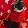 dog, pug, puppy, pet, portrait, red, dress, heart_pattern, blanket, bow, cute, head_tilt, big_eyes, fur, costume, sitting, indoor, close_up, fabric, adorable