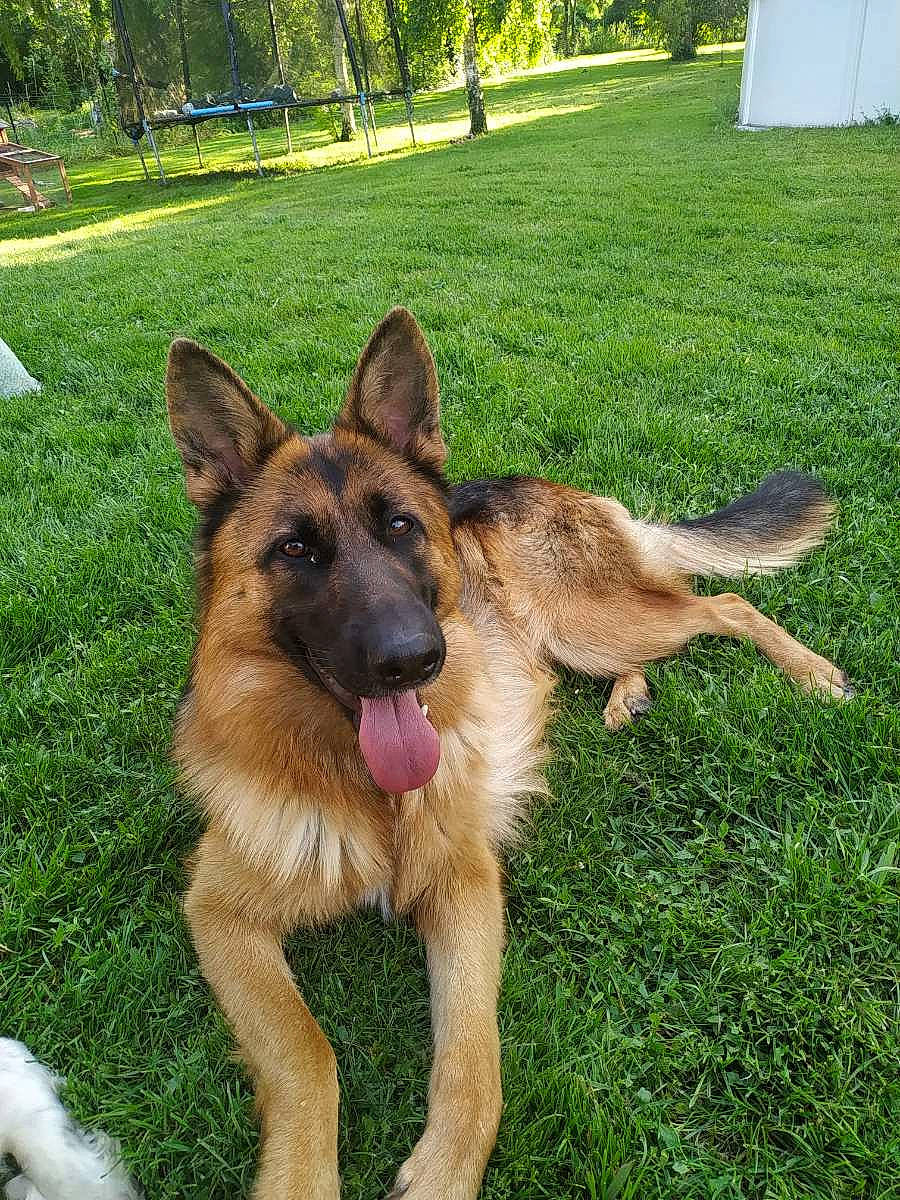 Pin'S a rejoint le concours — aidez-le/la à gagner de superbes lots ! belgian_shepherd_malinois, canidae, carnivore, companion_dog, dog, dog_breed, east_european_shepherd, fawn, german_shepherd_dog, grass, groundcover, herding_dog, king_shepherd, old_german_shepherd_dog, plant, snout, sporting_group, terrestrial_animal, tree, working_dog