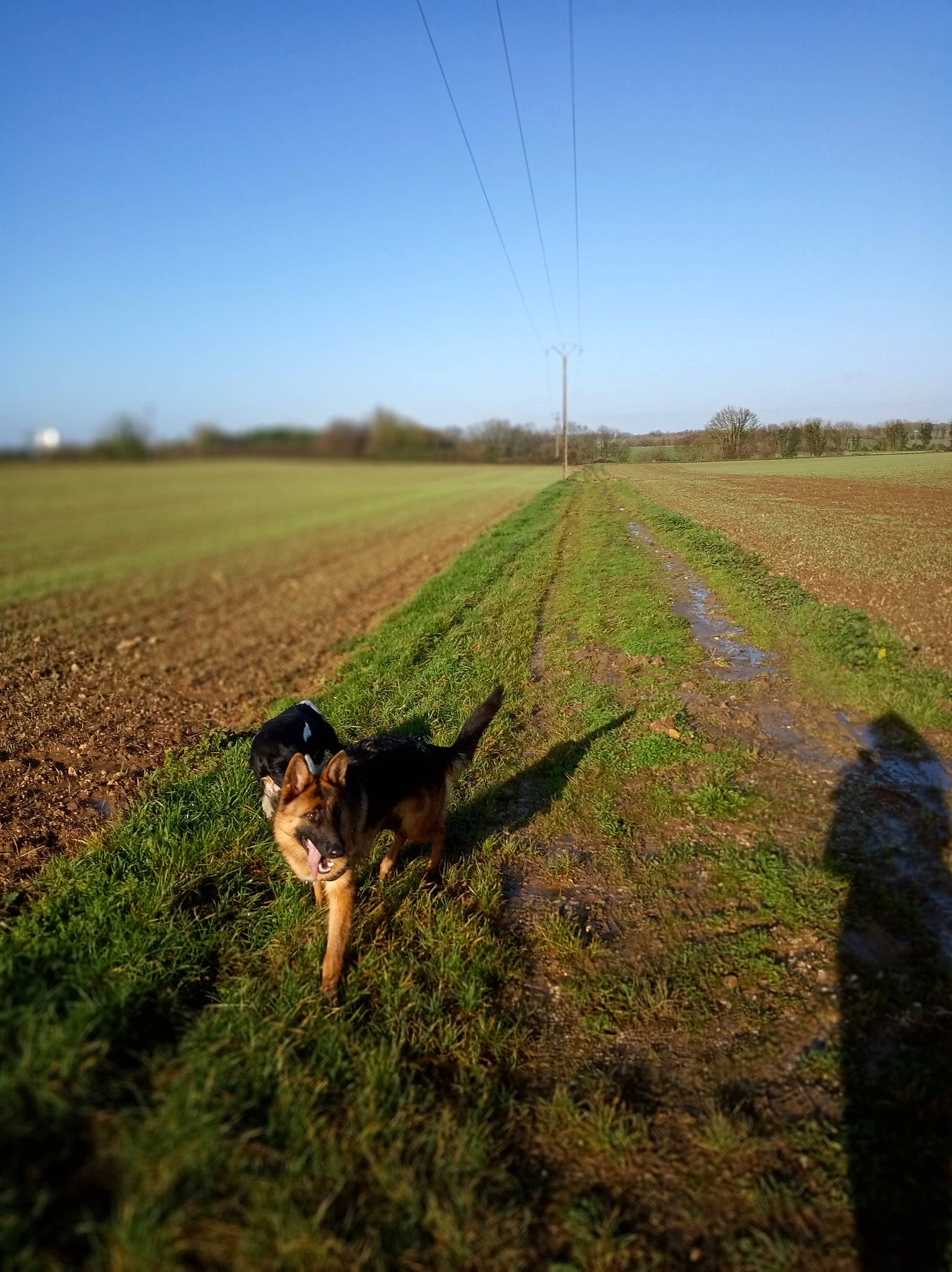 Pin'S participe au concours pour gagner de l'argent avec cette photo : agriculture, carnivore, cloud, companion_dog, dog, dog_breed, fawn, field, grass, grass_family, grassland, horizon, landscape, meadow, plain, plant, prairie, sky, sporting_group, working_animal