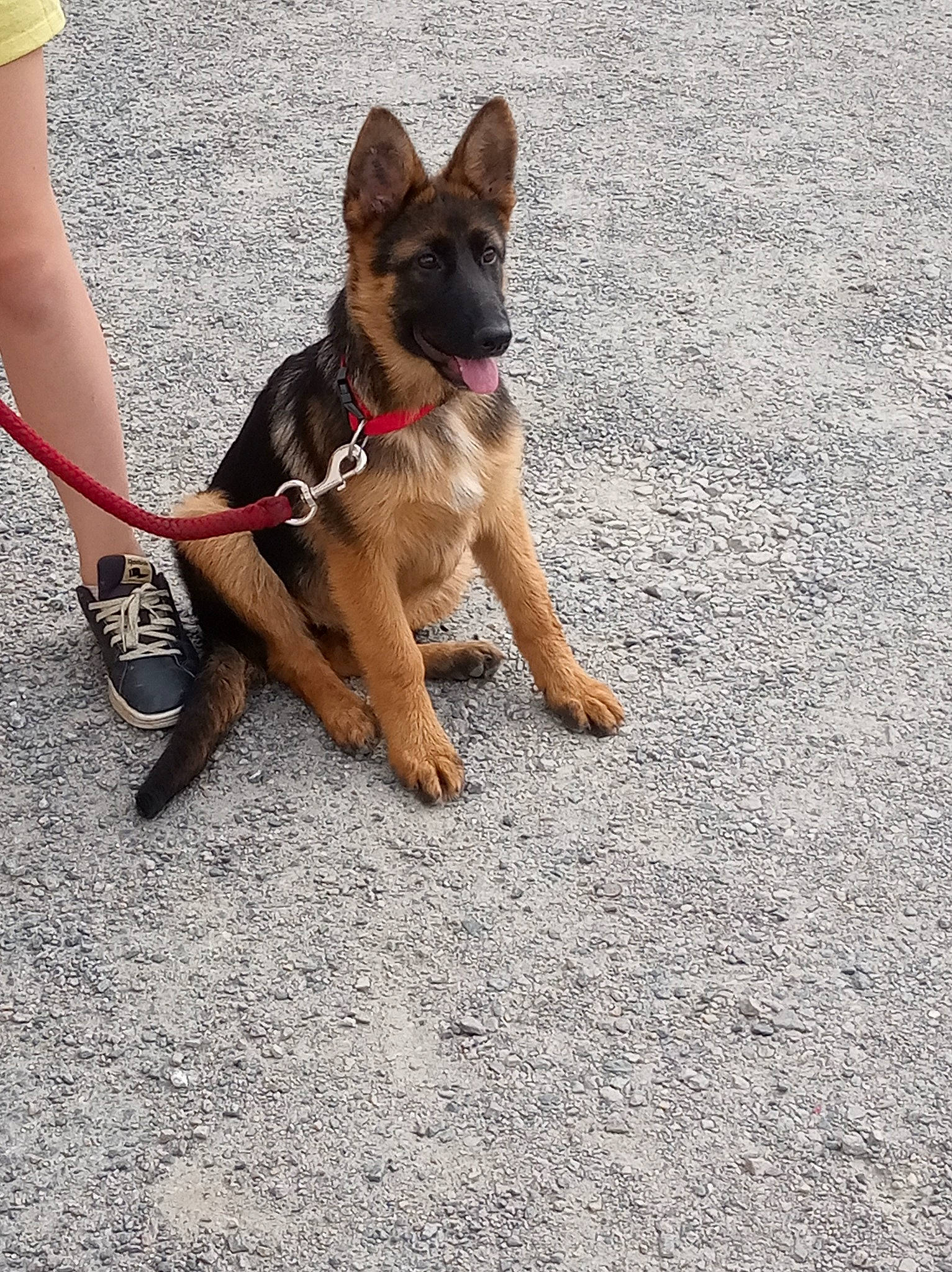 Pin'S participe au concours pour gagner de l'argent avec cette photo : asphalt, carnivore, collar, companion_dog, dog, dog_breed, dog_collar, dog_supply, fashion_accessory, fawn, foot, human_leg, leash, leg, road_surface, snout, sporting_group, tail, thigh, working_animal