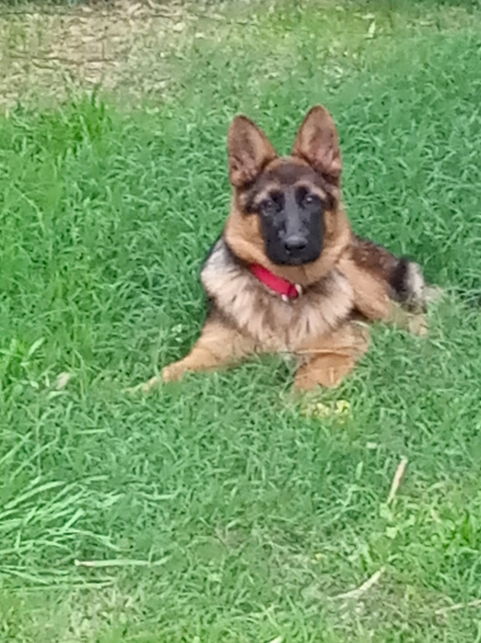 Pin'S participe au concours pour gagner de l'argent avec cette photo : canidae, carnivore, companion_dog, dog, dog_breed, dog_supply, east_european_shepherd, fawn, german_shepherd_dog, grass, groundcover, herbaceous_plant, herding_dog, king_shepherd, lawn, old_german_shepherd_dog, plant, snout, sporting_group, working_dog