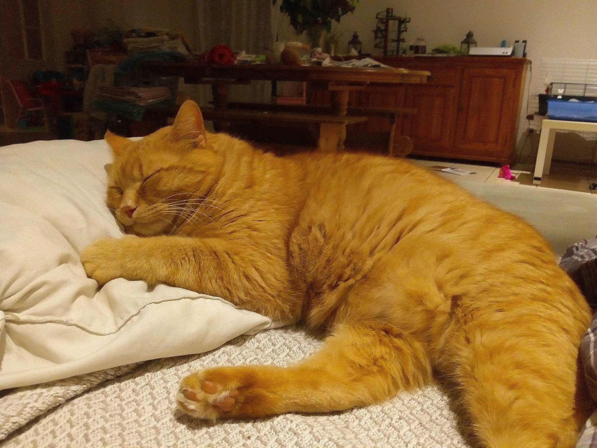 Jazz participe au concours pour gagner de l'argent avec cette photo : cabinetry, carnivore, cat, comfort, countertop, cupboard, drawer, fawn, felidae, fur, home, houseplant, linens, paw, room, small_to_medium_sized_cats, terrestrial_animal, vertebrate, whiskers, yellow