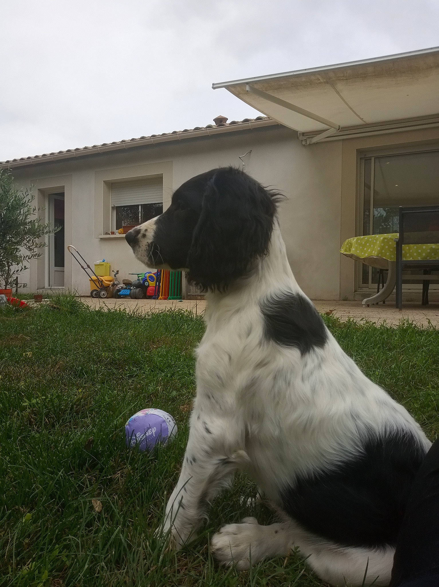 Saïko a rejoint le concours — aidez-le/la à gagner de superbes lots ! ball, building, canidae, carnivore, cloud, companion_dog, dog, dog_breed, grass, gun_dog, landseer, lawn, outdoor_furniture, plant, sky, snout, spaniel, sporting_group, tail, window