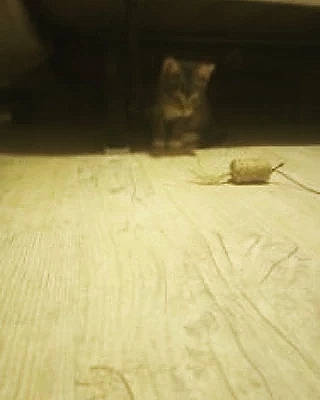 Sky participe au concours pour gagner de l'argent avec cette photo : felidae, floor, flooring, grass, hardwood, insect, landscape, pattern, pest, plywood, road_surface, shadow, soil, stain, tail, terrestrial_animal, tints_and_shades, whiskers, wood, wood_stain