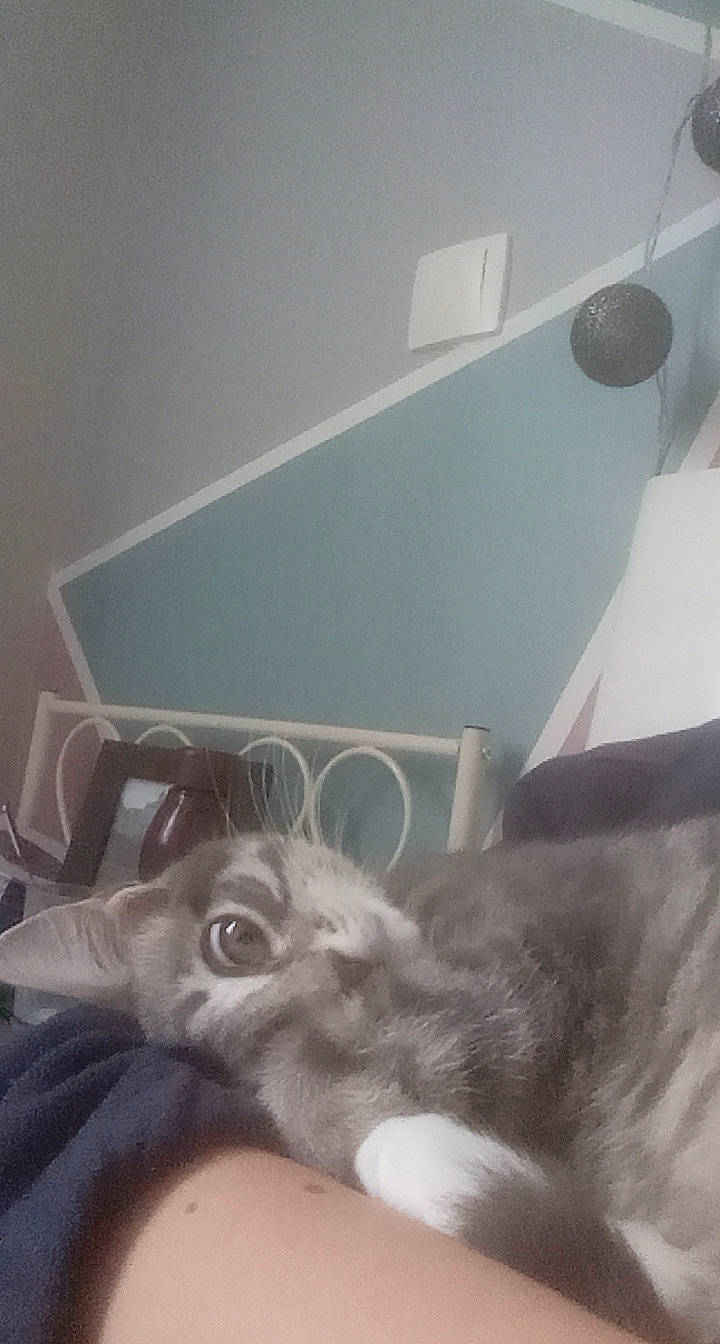 Sky participe au concours pour gagner de l'argent avec cette photo : carnivore, ceiling, comfort, companion_dog, couch, dog_breed, domestic_short_haired_cat, fawn, felidae, flooring, fur, grey, hardwood, paw, room, small_to_medium_sized_cats, sporting_group, tail, whiskers, wood