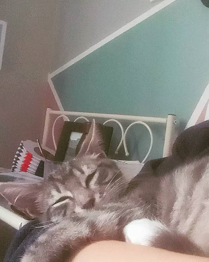 Sky participe au concours pour gagner de l'argent avec cette photo : carnivore, cat, comfort, companion_dog, couch, fawn, felidae, floor, flooring, fur, grey, hardwood, human_leg, linens, room, small_to_medium_sized_cats, tail, thigh, whiskers, wood