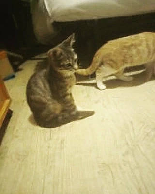 Sky participe au concours pour gagner de l'argent avec cette photo : canidae, carnivore, cat, claw, comfort, domestic_short_haired_cat, felidae, flooring, fur, hardwood, paw, small_to_medium_sized_cats, snout, tail, terrestrial_animal, whiskers, wood