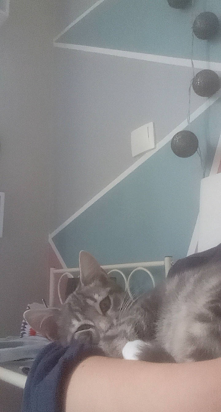 Sky a rejoint le concours — aidez-le/la à gagner de superbes lots ! bed, carnivore, cat, ceiling, comfort, domestic_short_haired_cat, felidae, flooring, fur, grey, hardwood, linens, paw, plaster, room, small_to_medium_sized_cats, tail, whiskers, window, wood