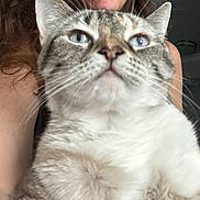 Aneria is registered to the contest to win money with this photo: cat, person, blue_eyes, close_up, furry, smiling, indoor, face, pet, animal, holding, portrait, whiskers, domestic_cat, cute, fur, head, shoulder, relaxed, home
