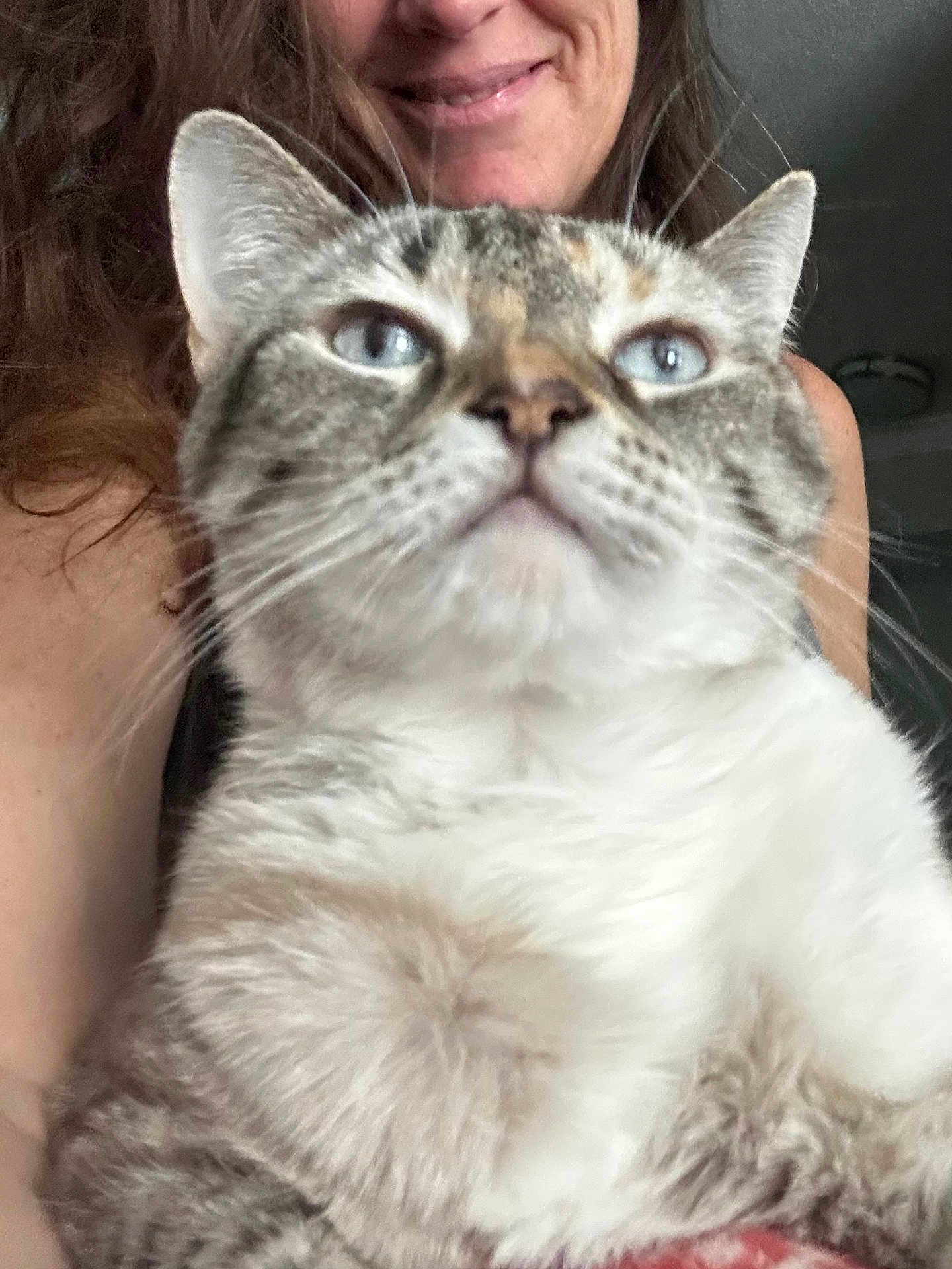 Aneria is registered to the contest to win money with this photo: cat, person, blue_eyes, close_up, furry, smiling, indoor, face, pet, animal, holding, portrait, whiskers, domestic_cat, cute, fur, head, shoulder, relaxed, home
